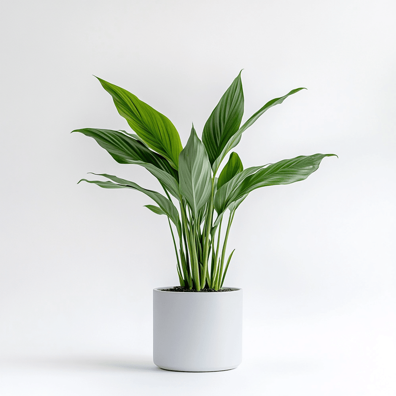 Aspidistra · Pilistra
