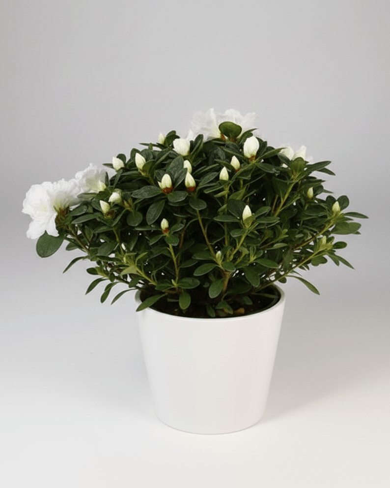 Azalea Mix - Napuplant
