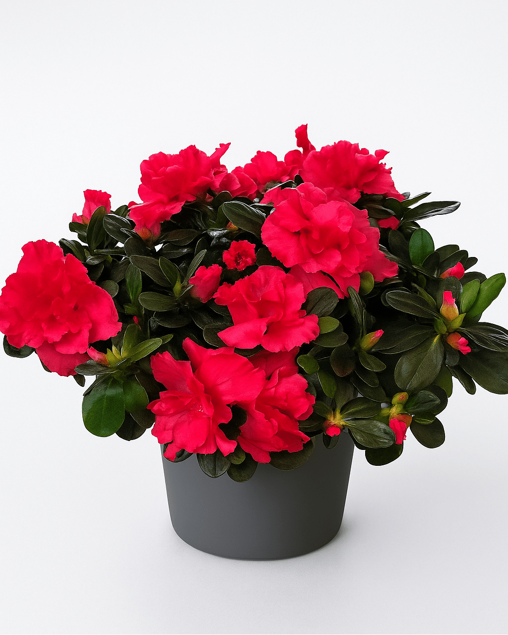 Azalea Mix - Napuplant