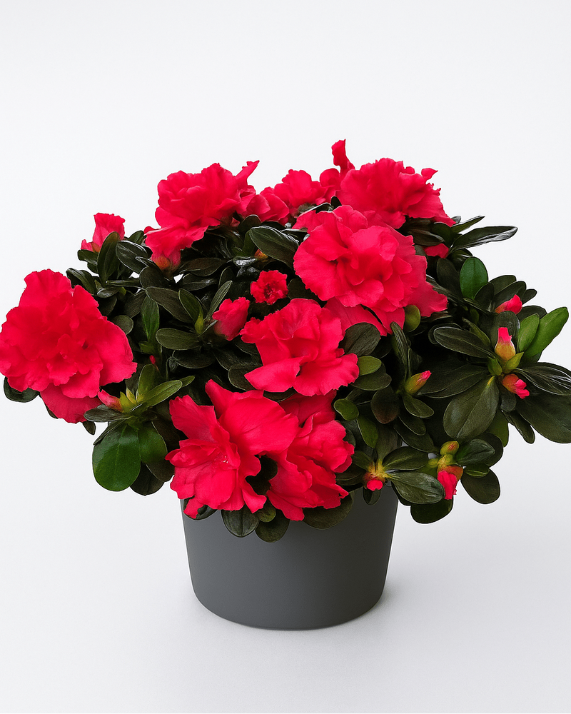 Azalea Mix