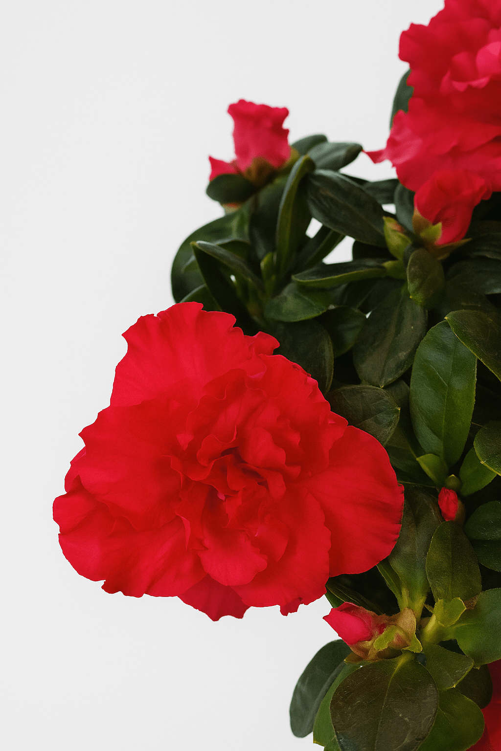 Azalea Mix - Napuplant