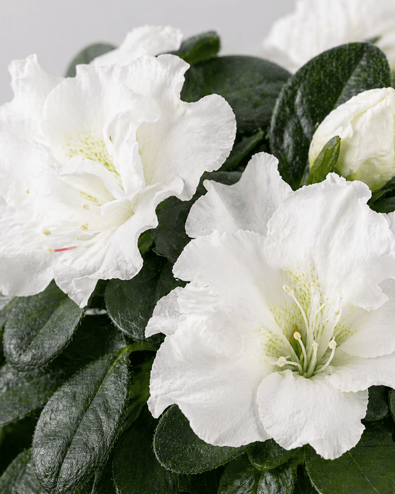 Azalea Mix - Napuplant