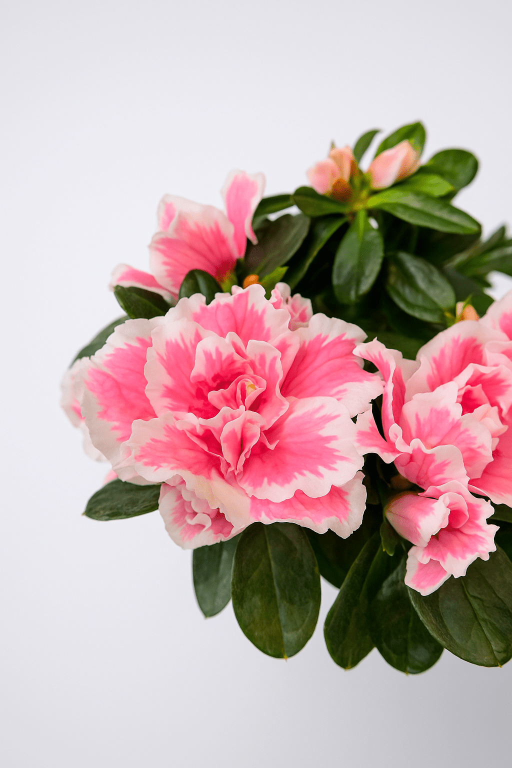 Azalea Mix - Napuplant