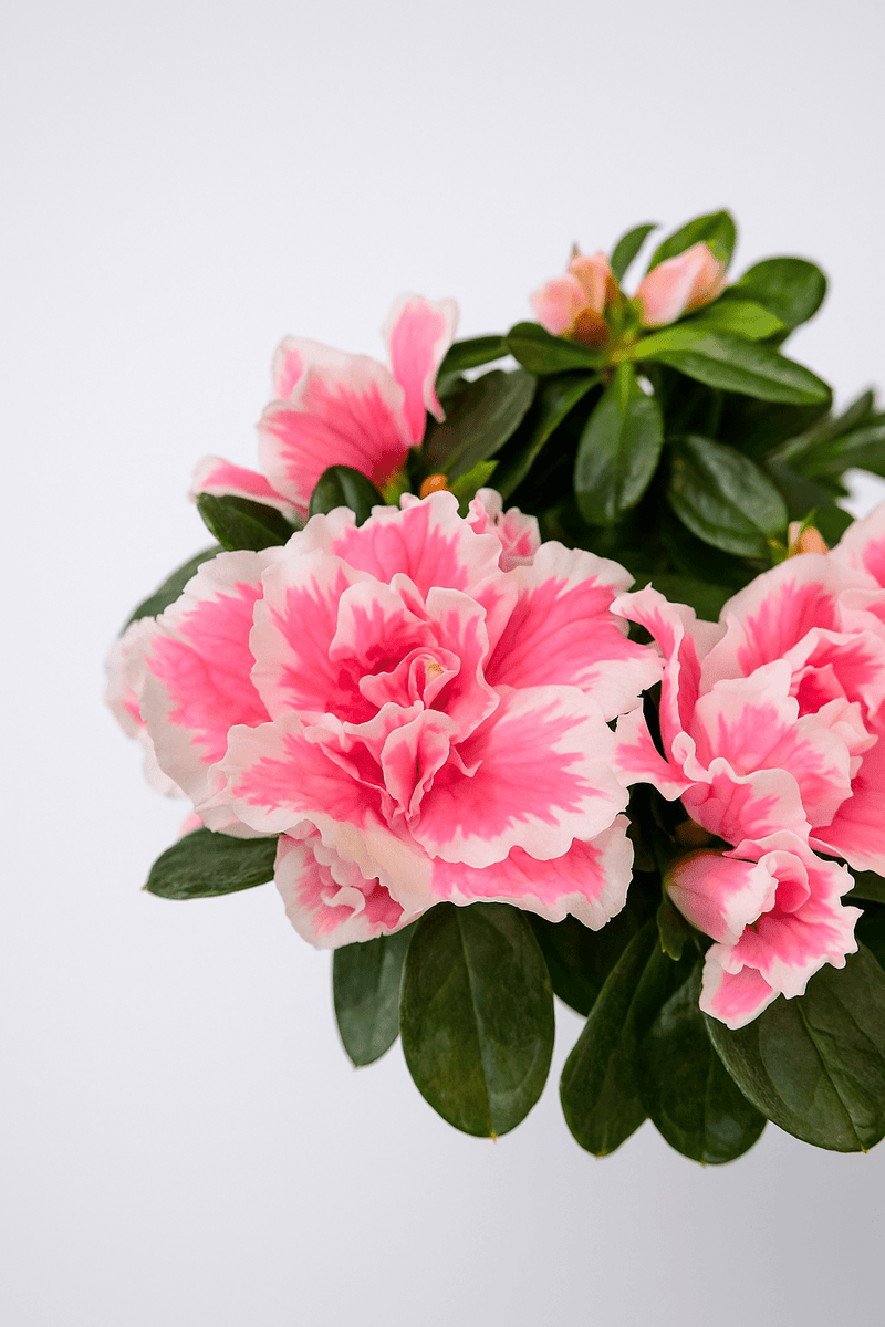 Azalea Mix