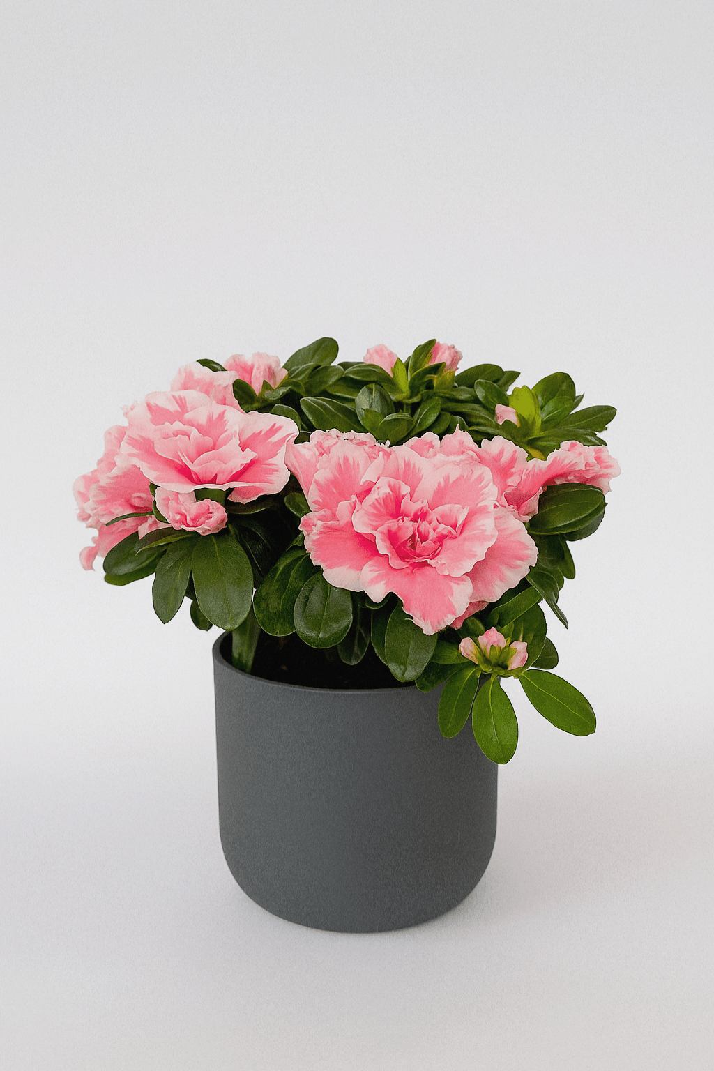 Azalea Mix - Napuplant