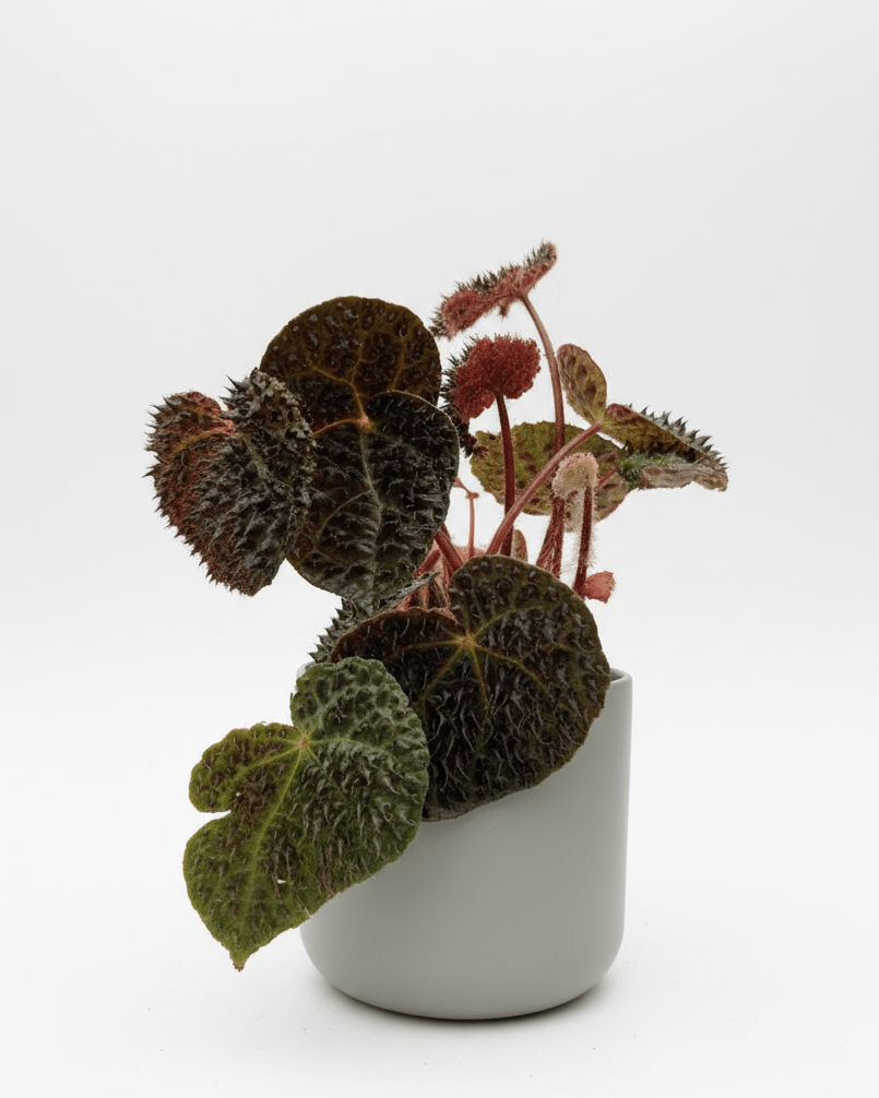Begonia ferox - Napuplant