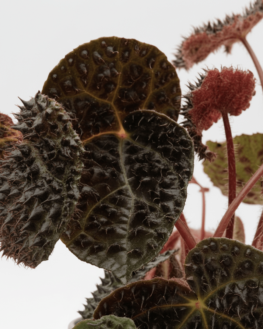 Begonia ferox - Napuplant