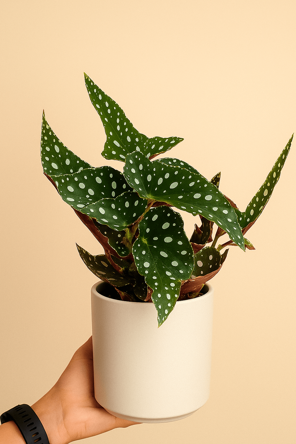 Begonia maculata - Napuplant