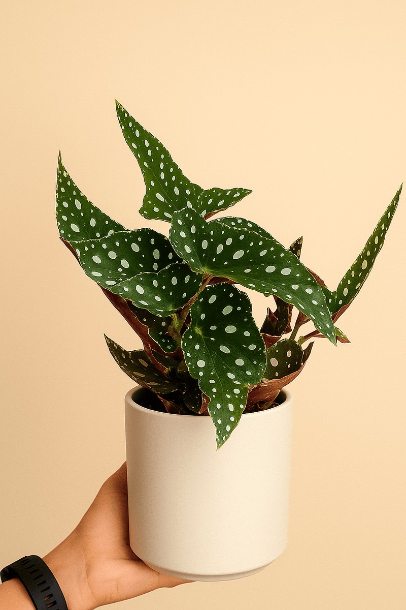Begonia maculata · Alas de ángel
