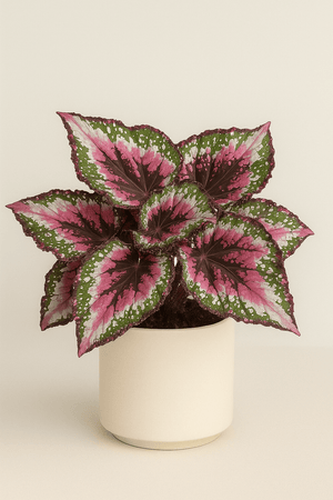 Begonia rex - Napuplant