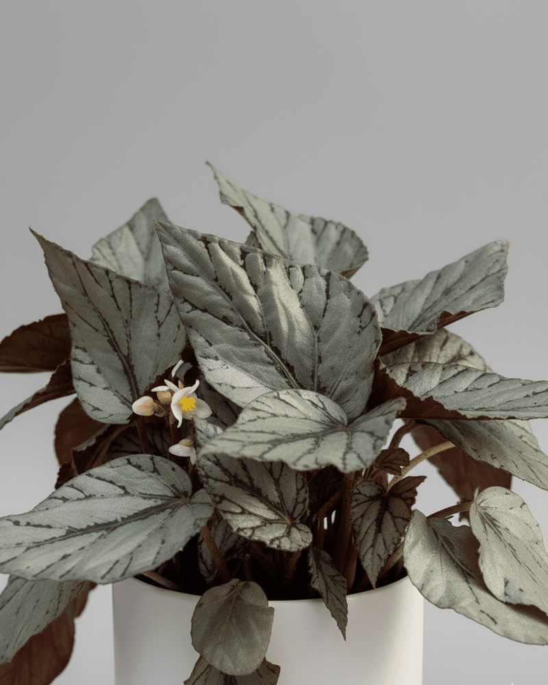 Begonia rex · Hoja plateada