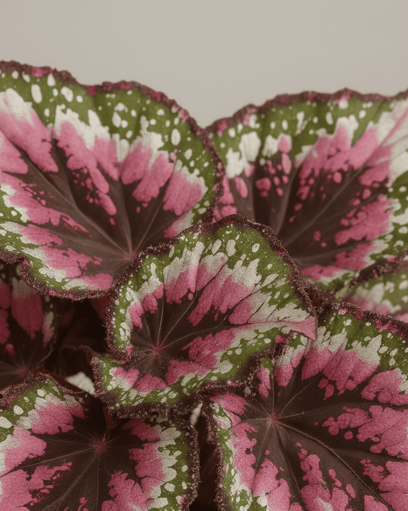 Begonia rex · Hoja rosa