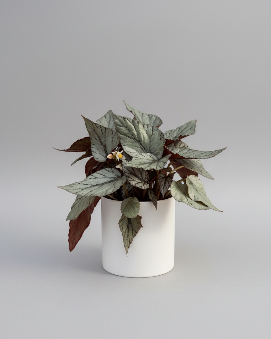 Begonia rex de hojas plateadas con reverso granate en maceta blanca — Napuplant