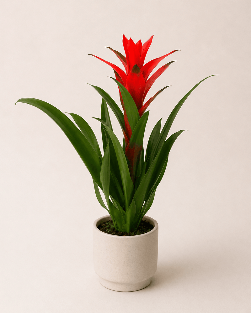 Bromelia