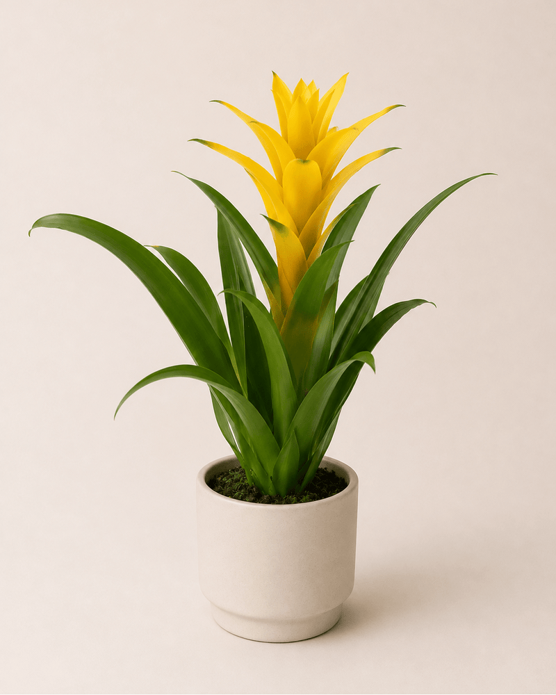 Bromelia
