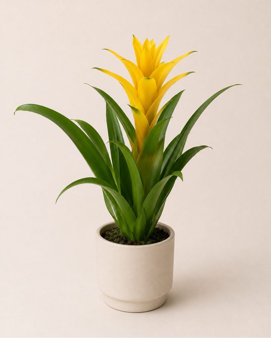 Bromelia
