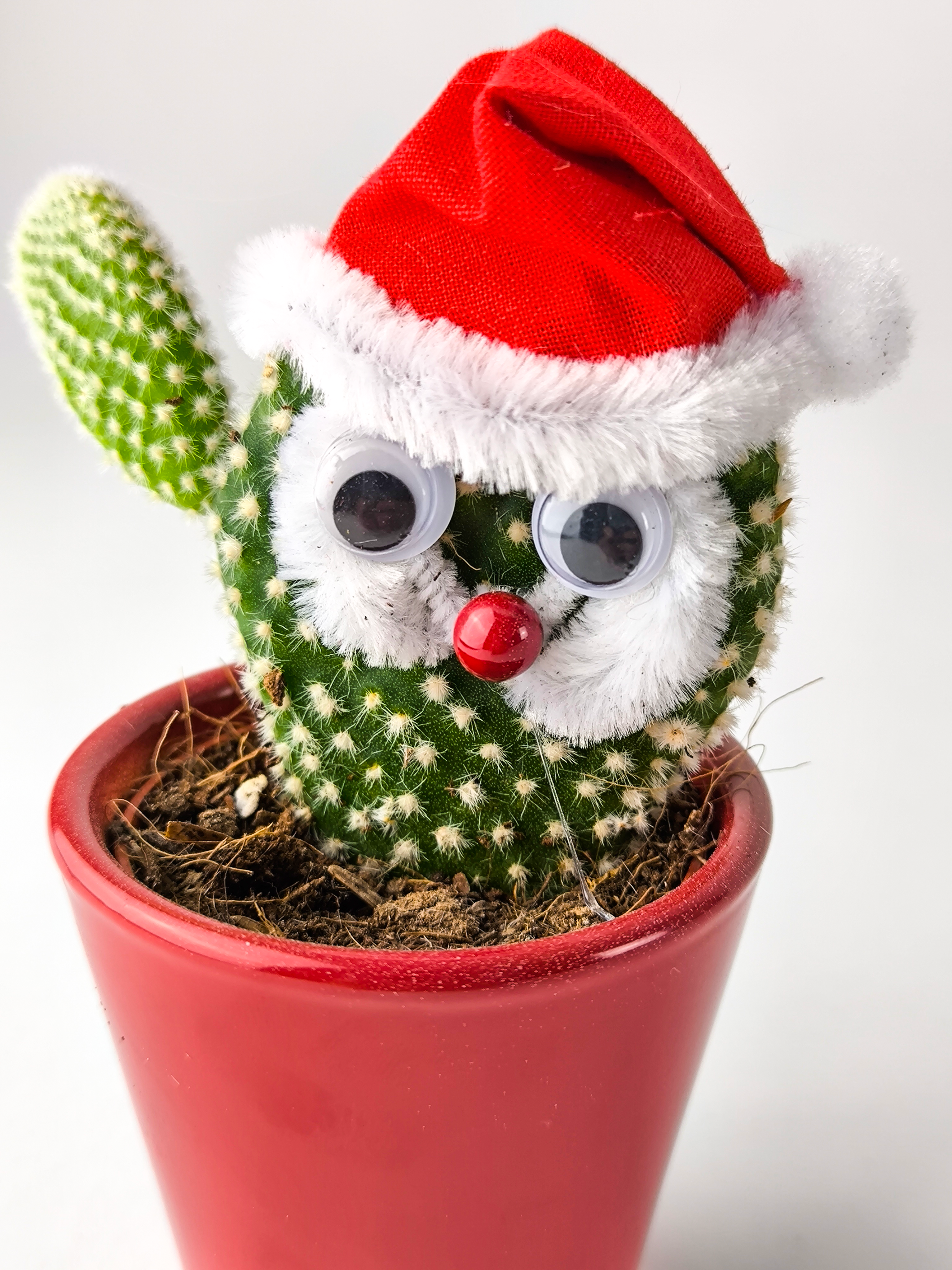 Cactus Navidad V.3