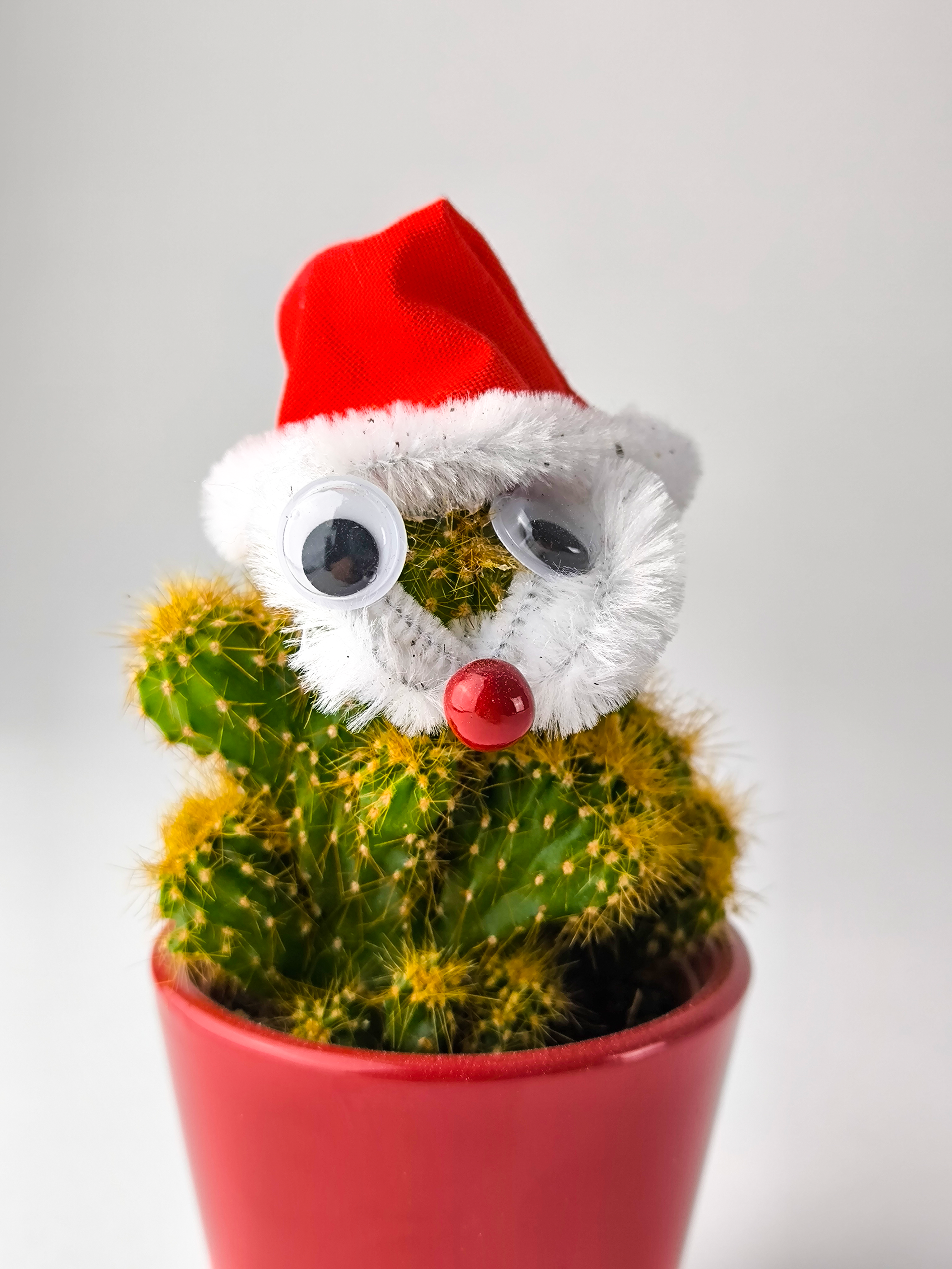 Cactus Navidad V.1