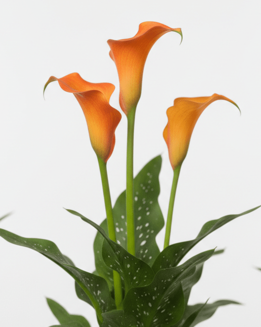 Cala Lirio de agua - Napuplant