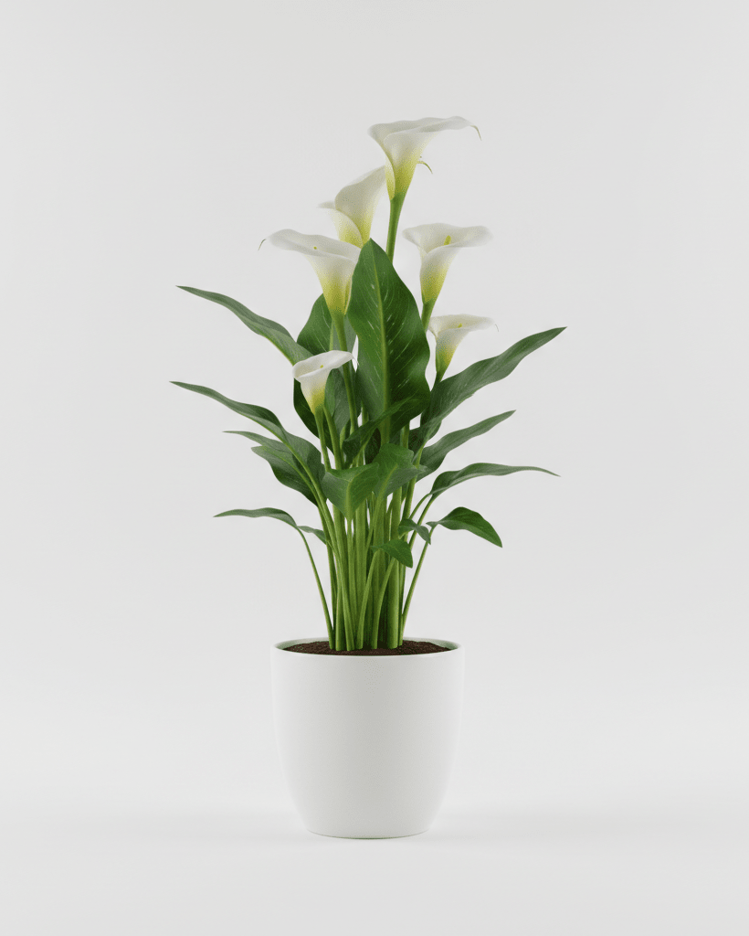 Cala Lirio de agua - Napuplant