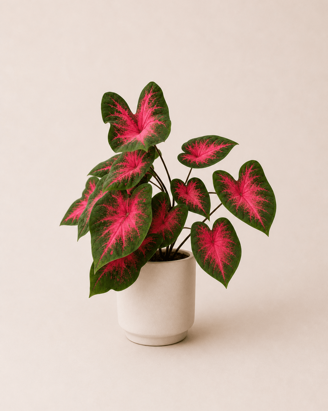 Caladium