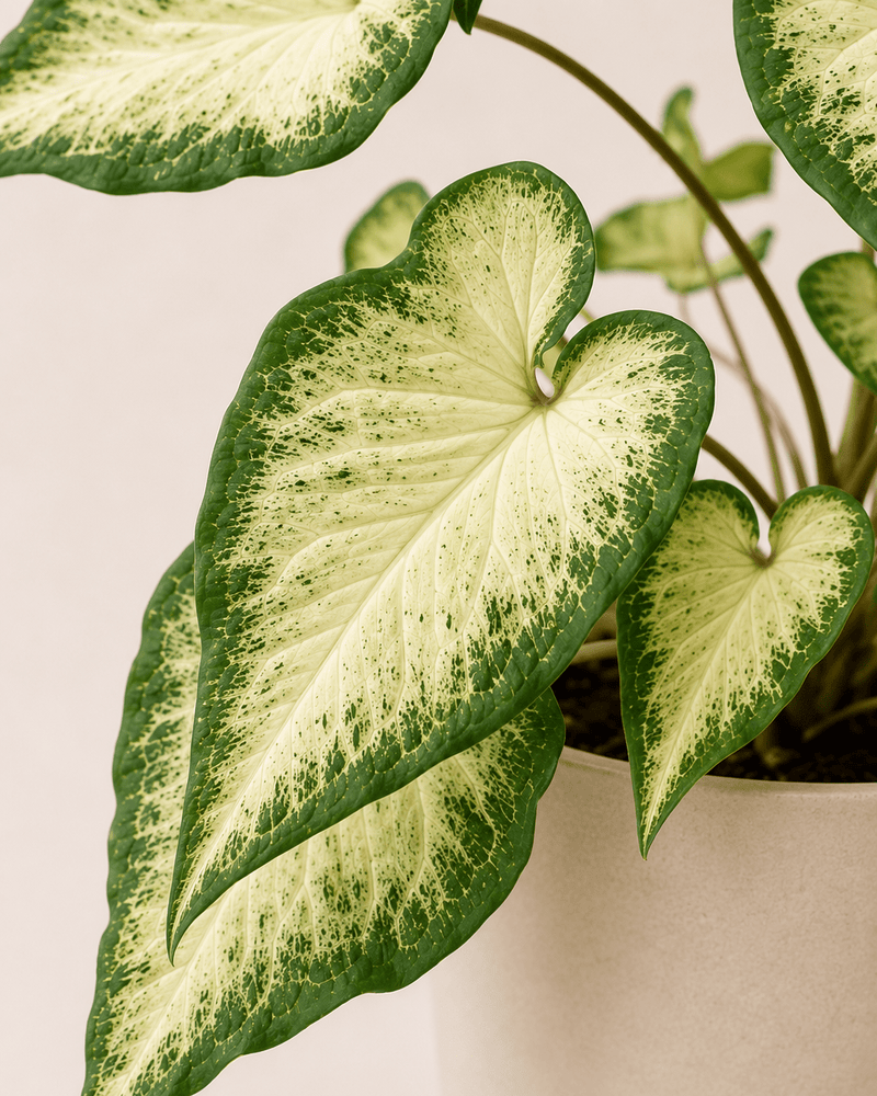 Caladium