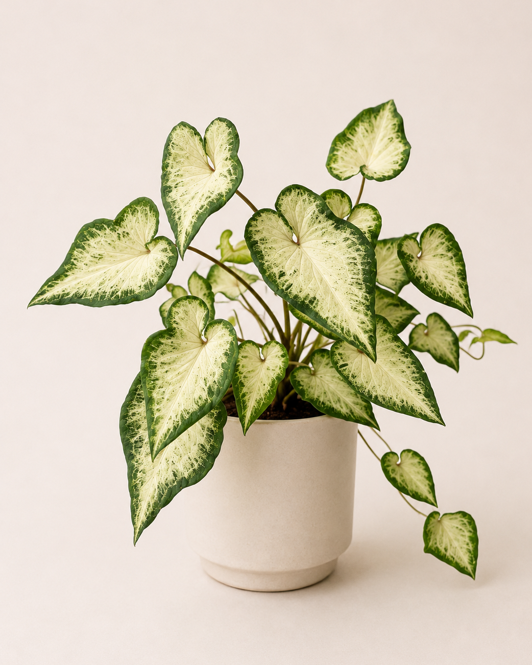 Caladium