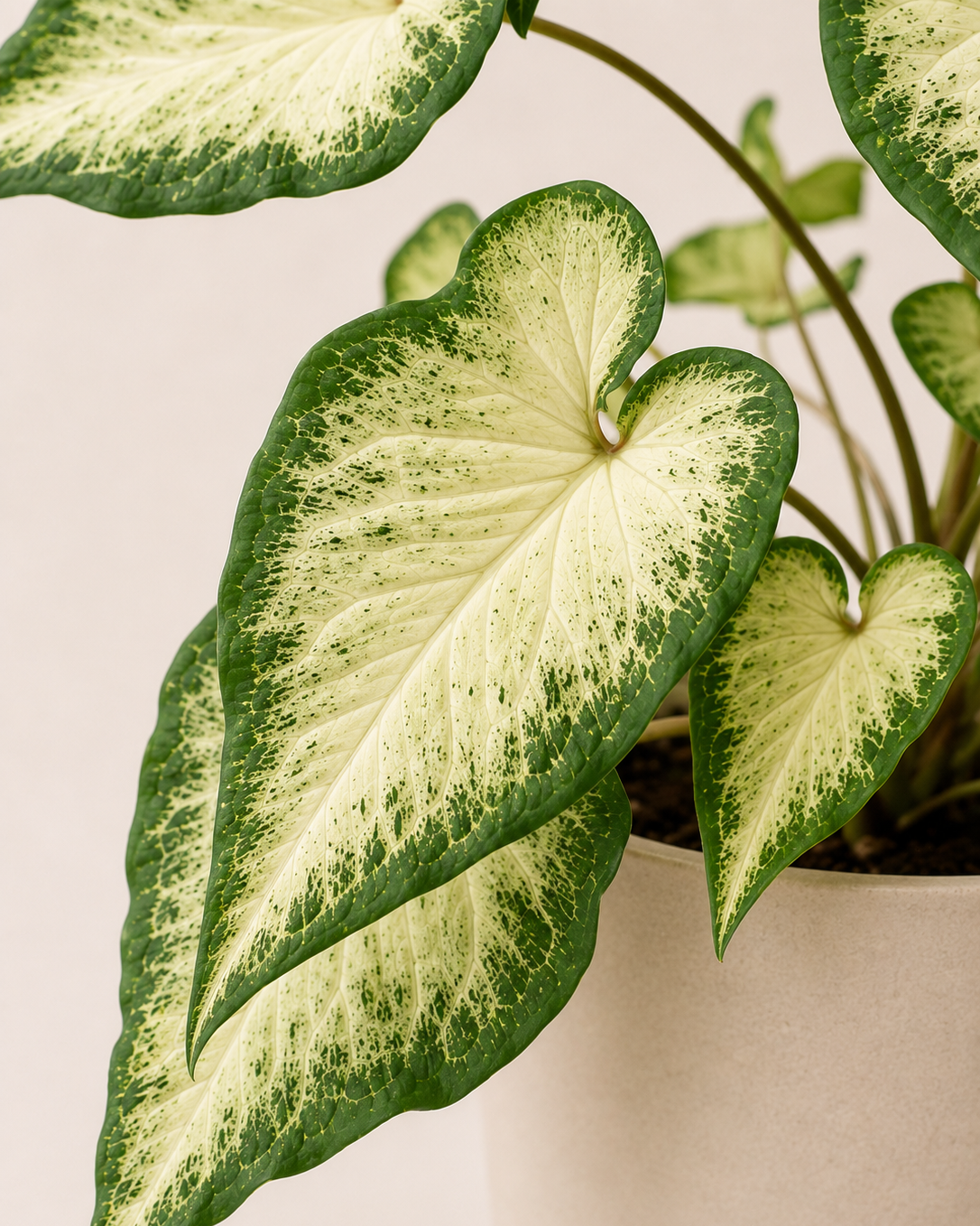 Caladium