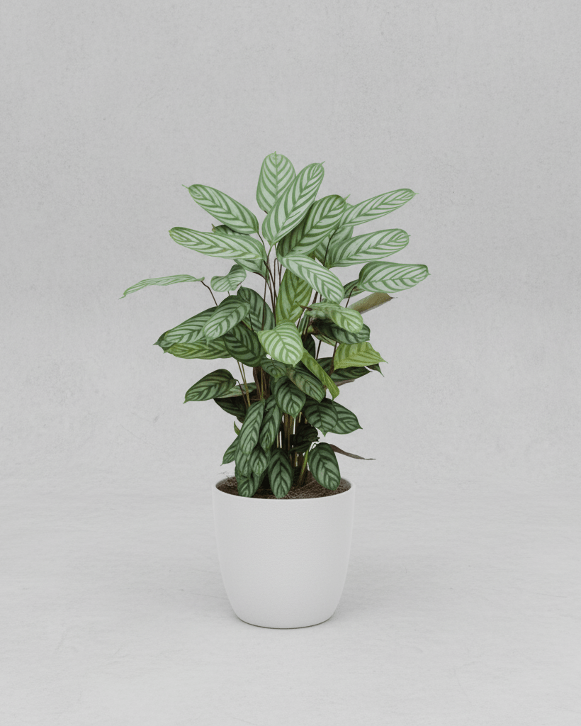 Calathea Ctenanthe - Napuplant