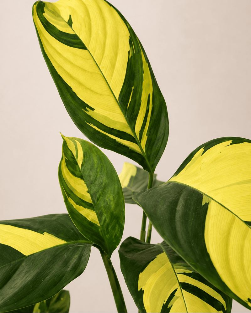 Calathea Golden