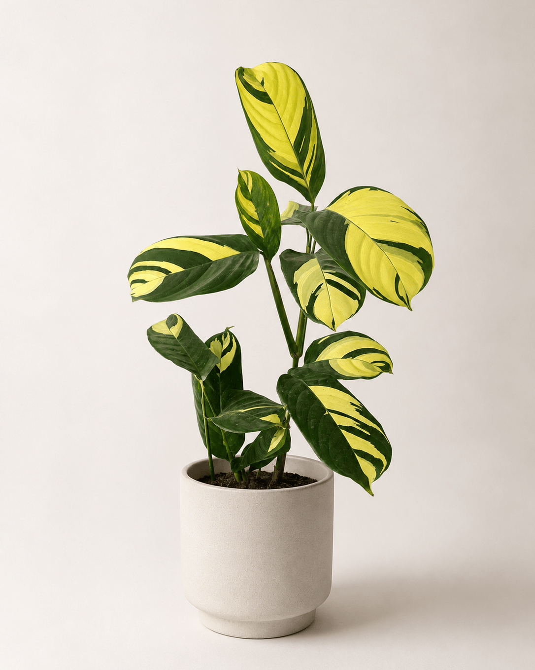 Calathea Golden - Napuplant