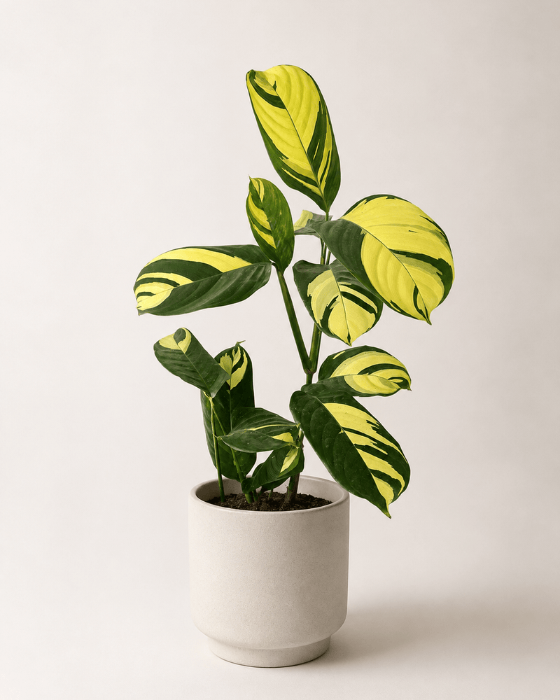 Calathea Golden