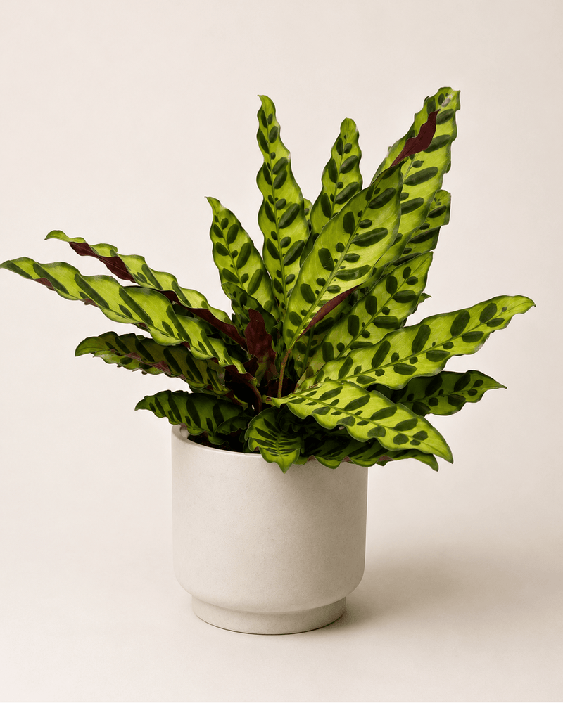 Calathea lancifolia