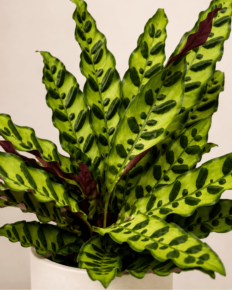Calathea lancifolia