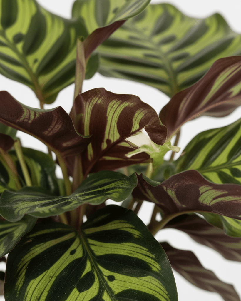 Calathea makoyana - Napuplant