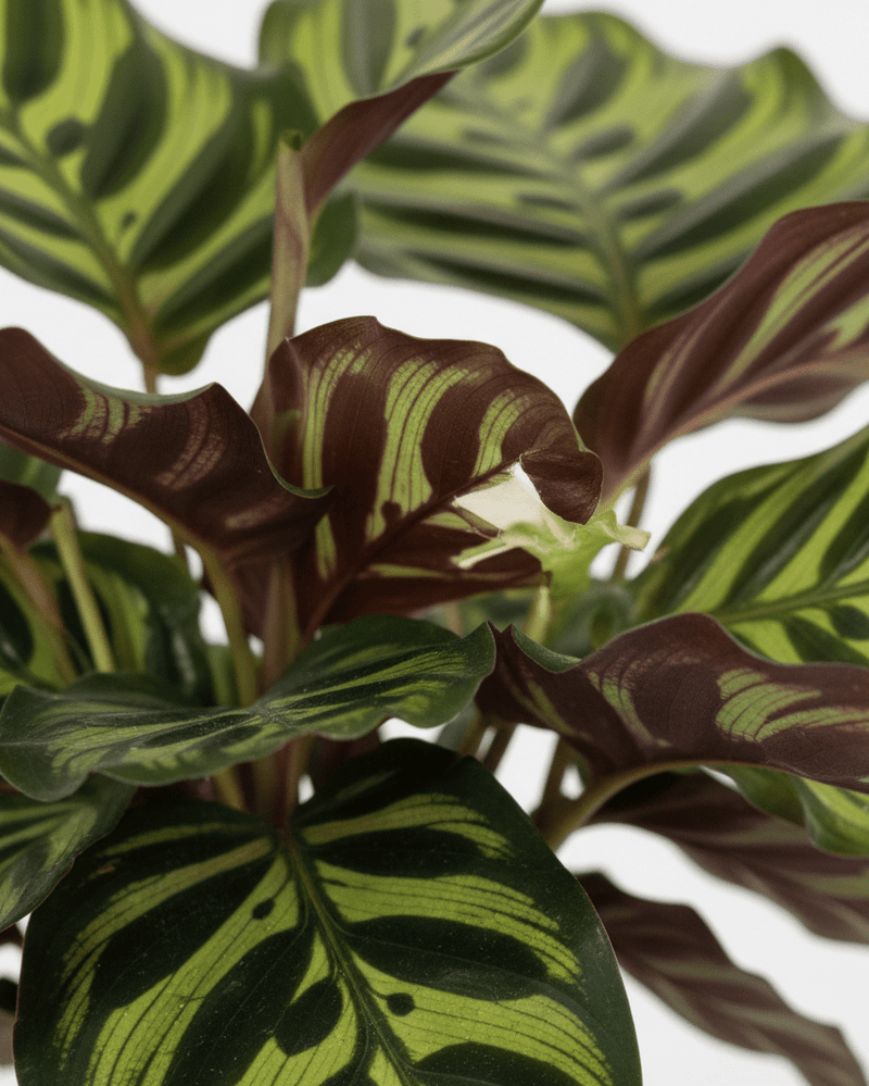 Calathea makoyana