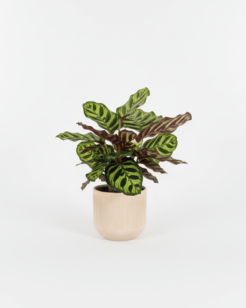 Calathea makoyana - Napuplant