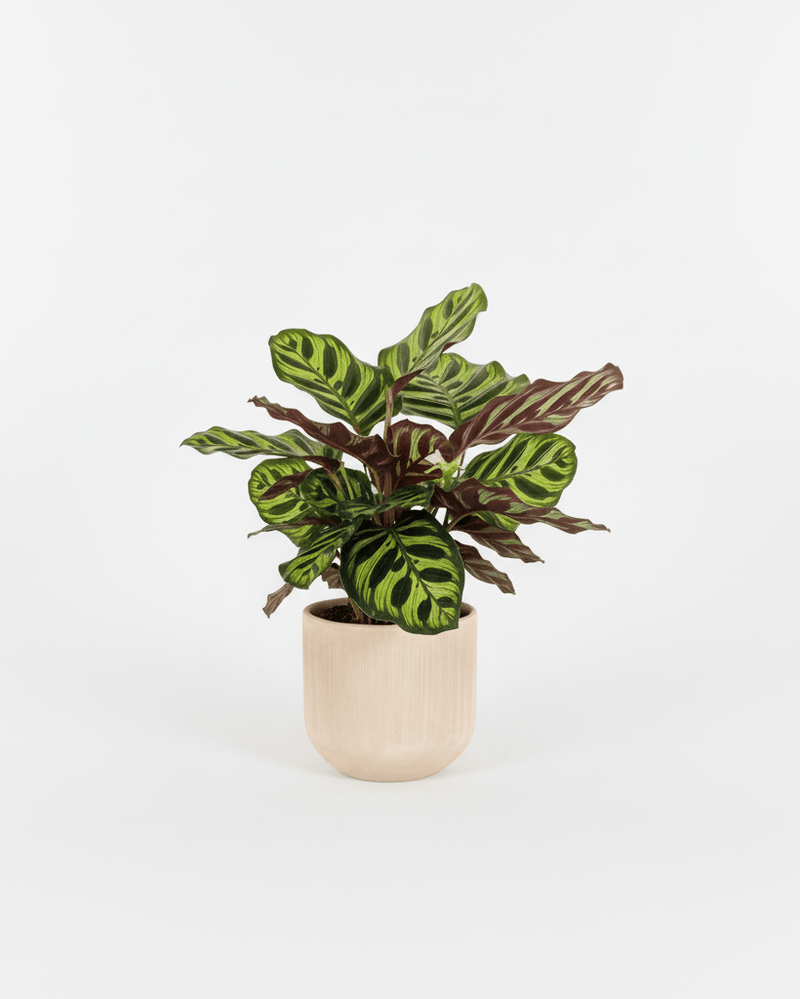 Calathea makoyana