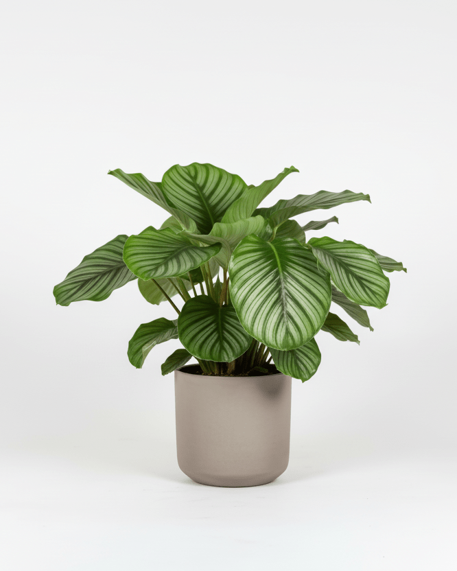Calathea Orbifolia - Napuplant