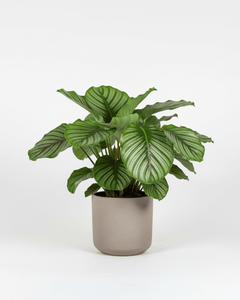 Calathea Orbifolia - Napuplant