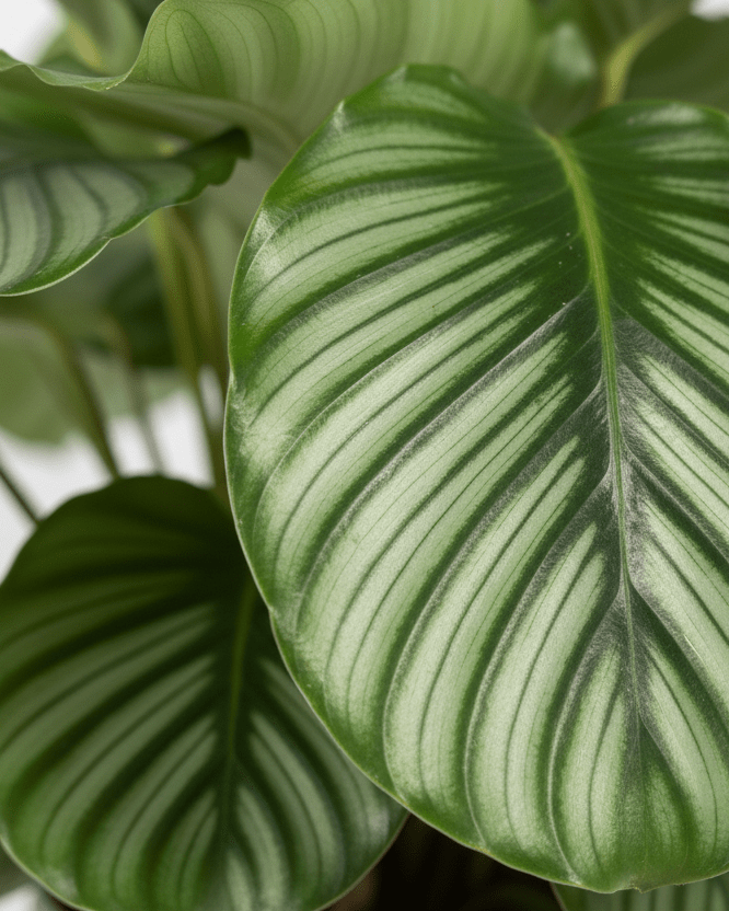 Calathea Orbifolia - Napuplant