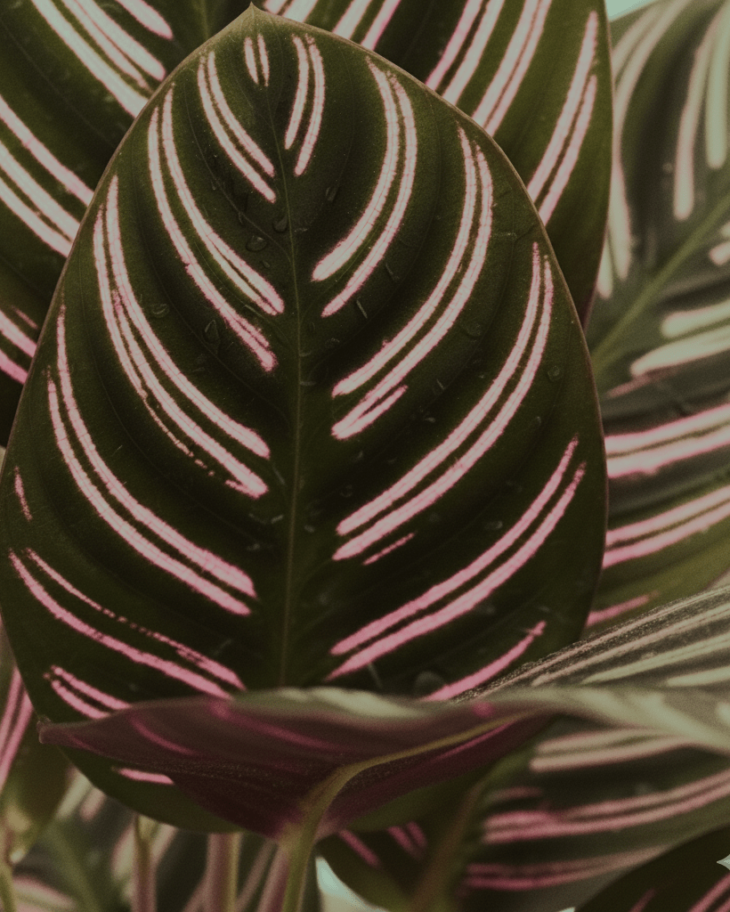 Calathea ornata - Napuplant