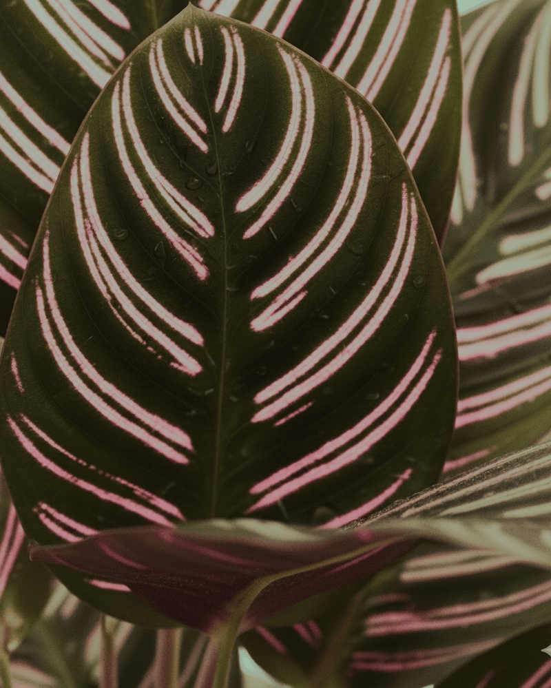 Calathea ornata