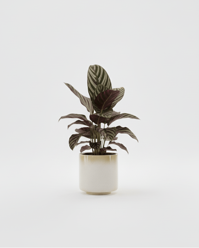 Calathea ornata - Napuplant