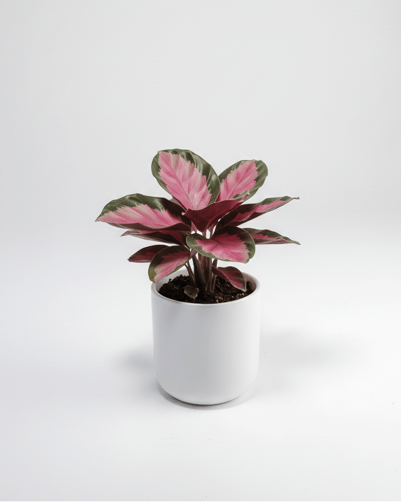 Calathea roseopicta - Napuplant