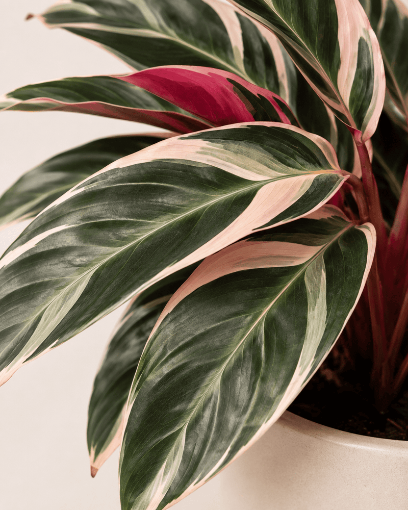 Calathea Triostar