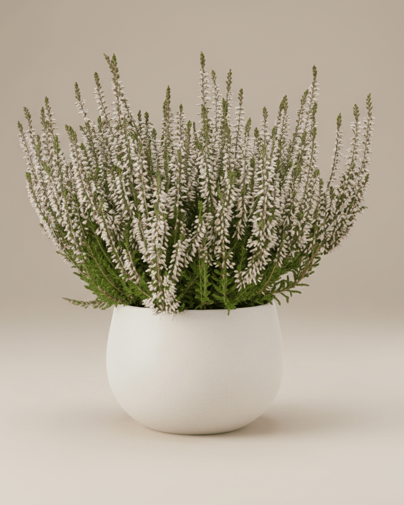 Calluna - Napuplant