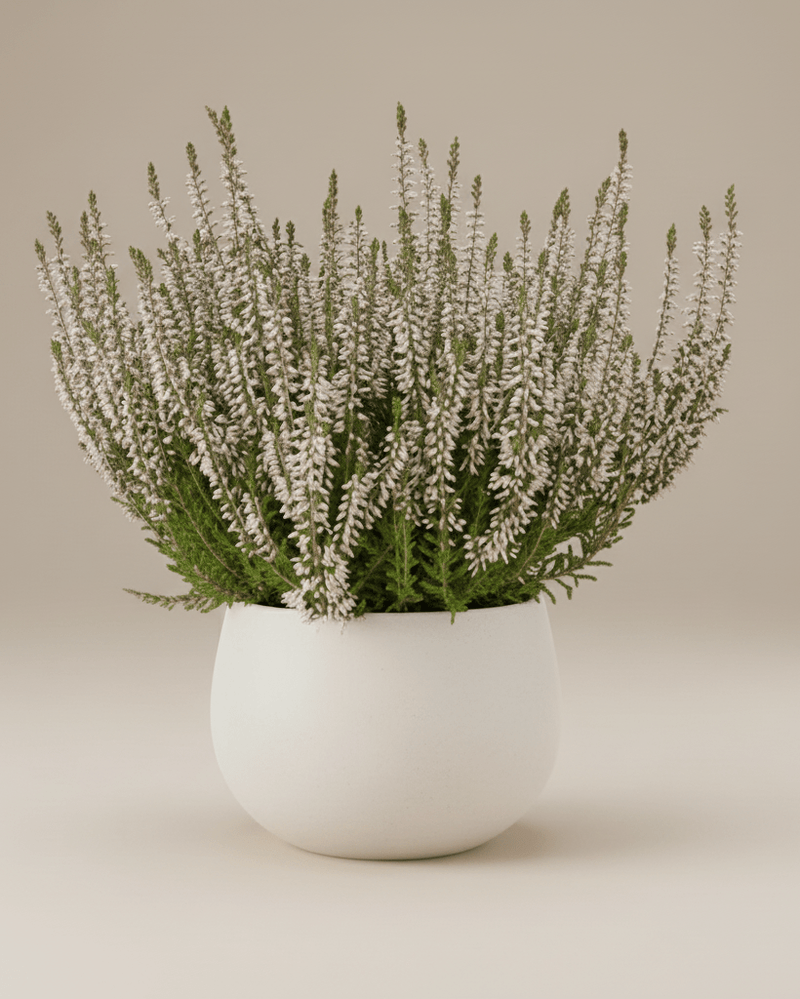 Calluna · Brezo