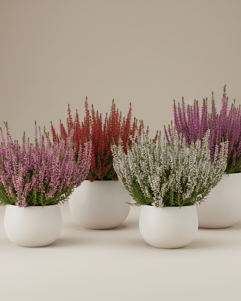 Calluna - Napuplant