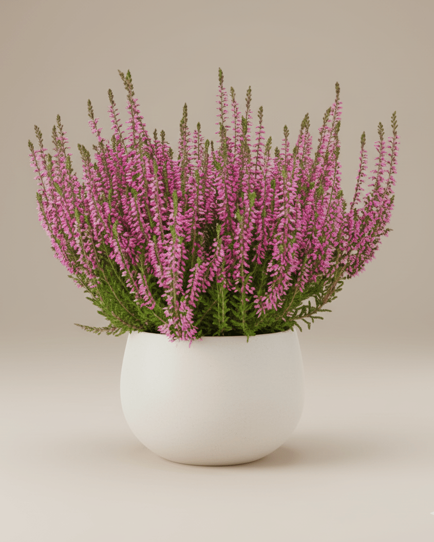 Calluna - Napuplant
